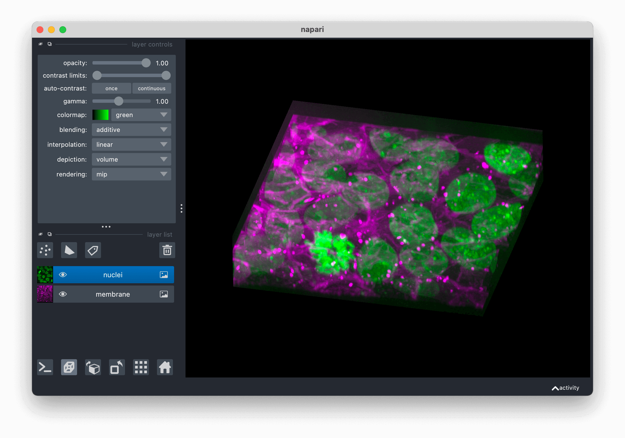 napari viewer with a multichannel image of cells displayed as two image layers: nuclei and membrane.