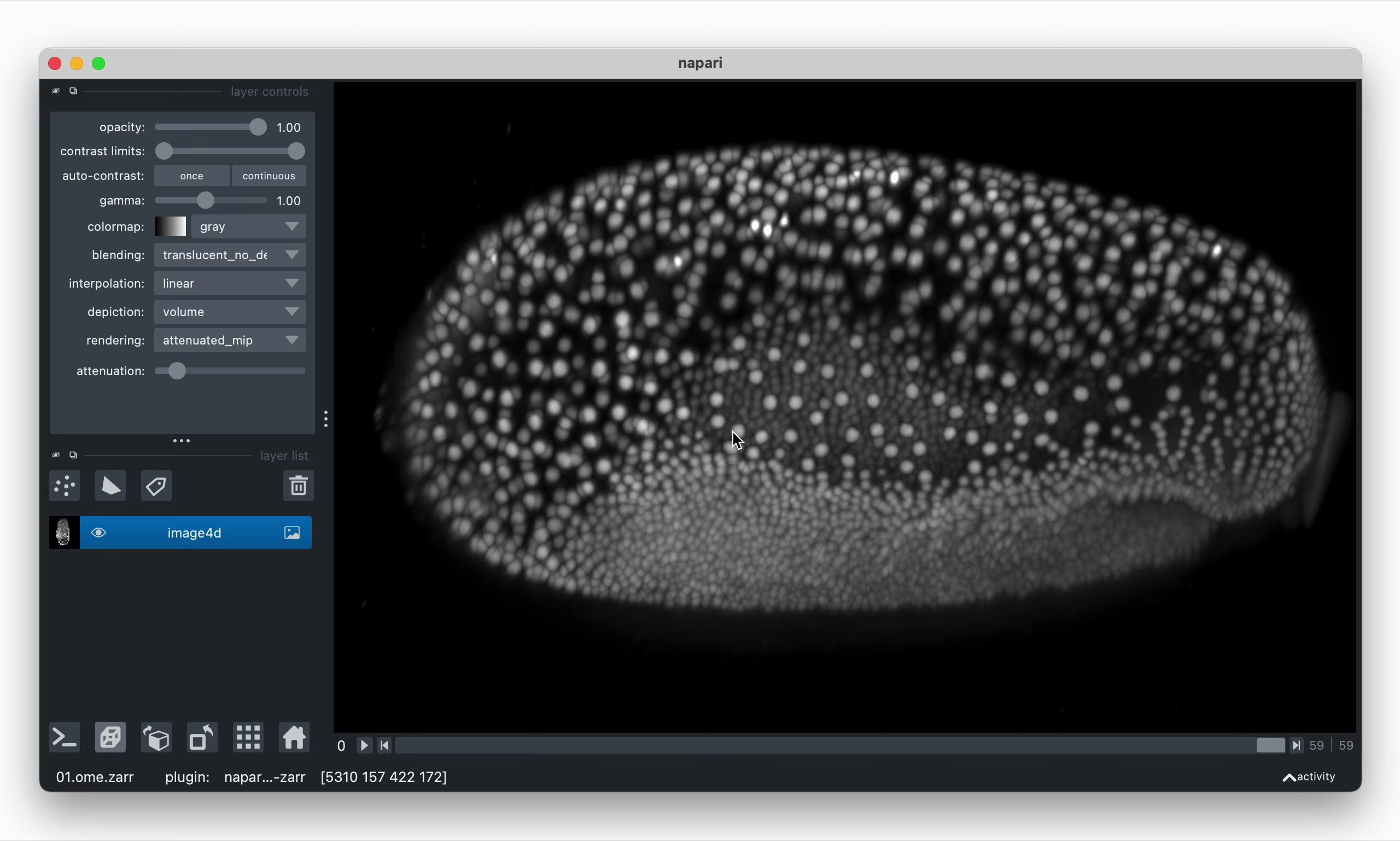 napari viewer showing a 4D image of a developing Tribolium embryo.  Dataset Fluo-N3DL-TRIF from the [cell tracking challenge](http://celltrackingchallenge.net/3d-datasets/) by Dr. A. Jain, MPI-CBG, Dresden, Germany.