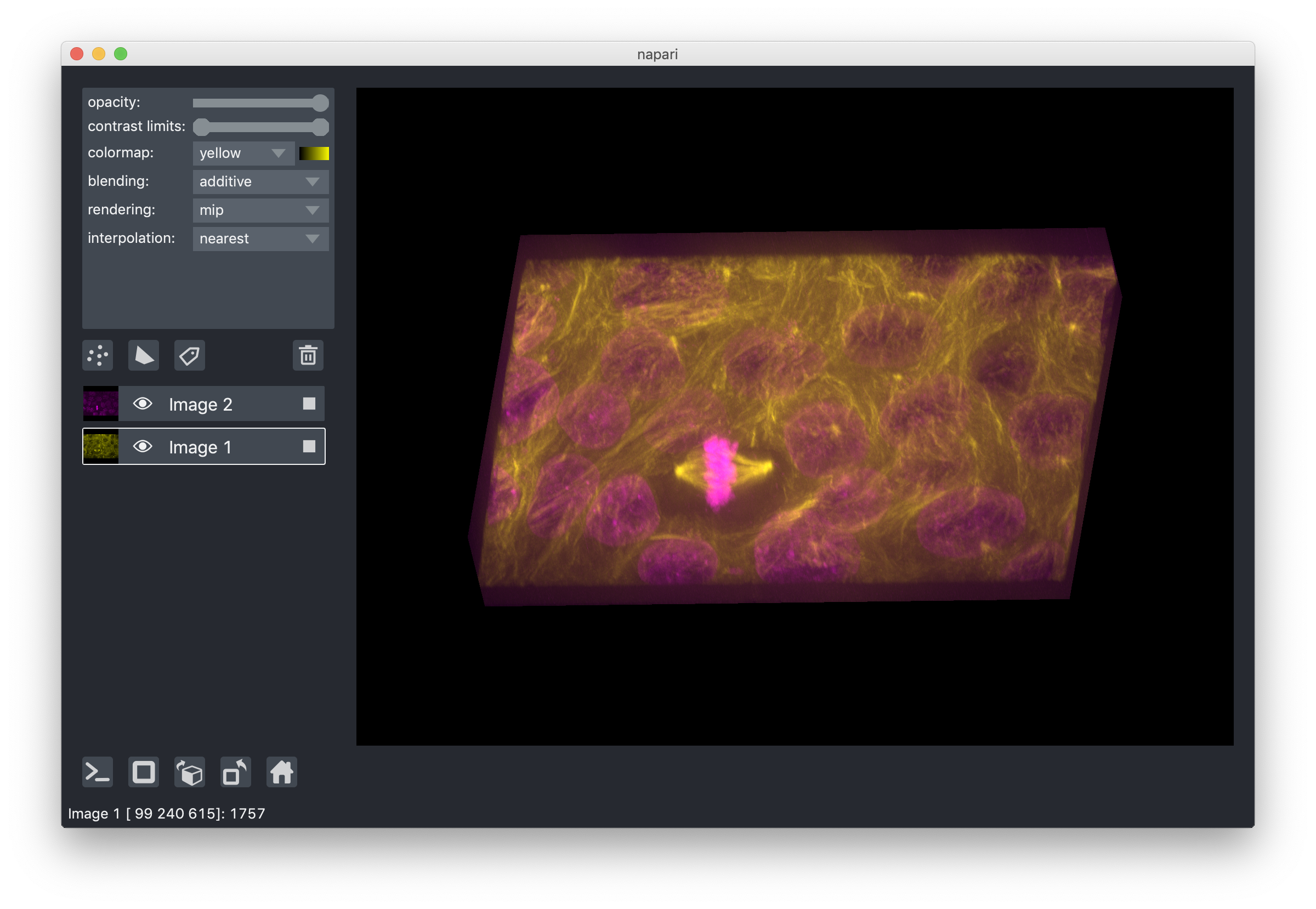 napari viewer with an image of cells in a culture. Layer controls are open in the left sidebar and rendering set to mip.