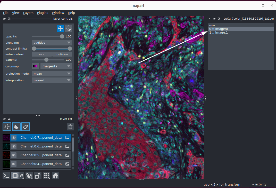 Screenshot of the napari viewer with ndevio's scene selection widget open, and a white arrow pointing to the widget.